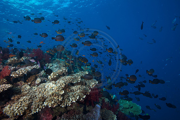 FIJI 2010