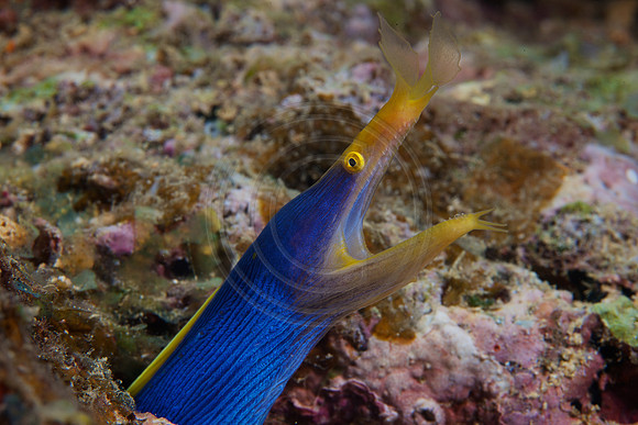 FIJI 2010