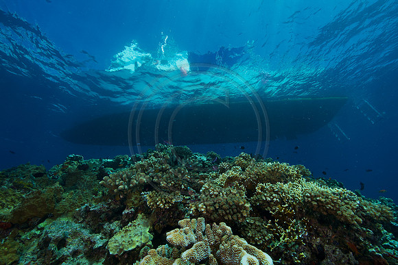 FIJI 2010