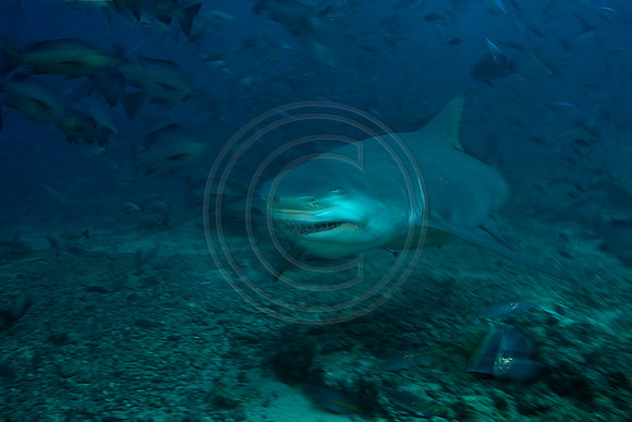 FIJI 2010