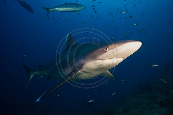 FIJI 2010