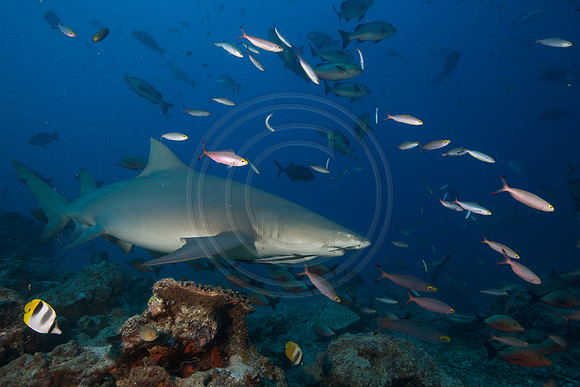 FIJI 2010