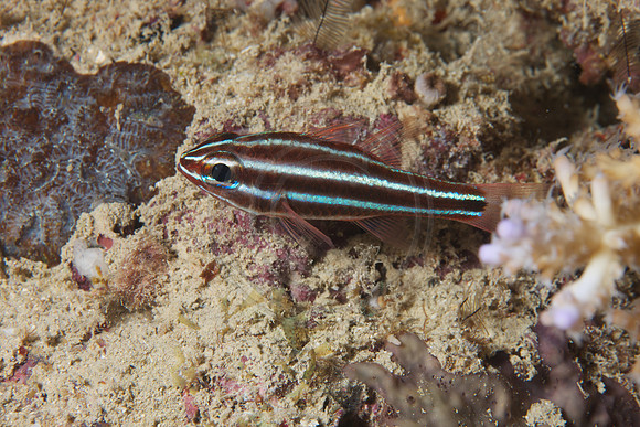 FIJI 2010