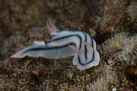 FIJI 2010