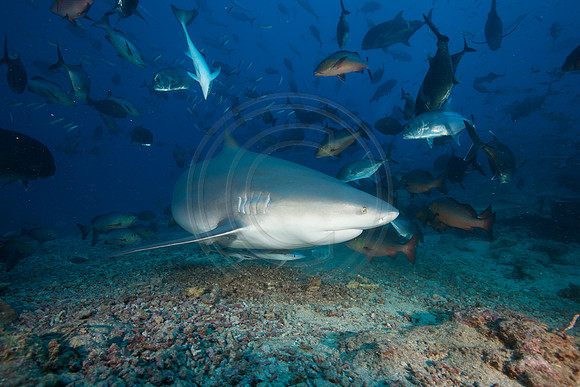 FIJI 2010