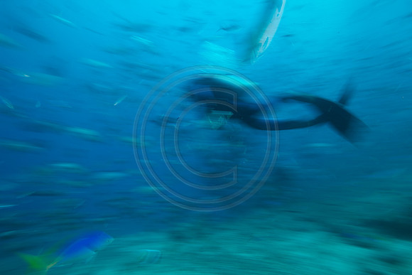 FIJI 2010