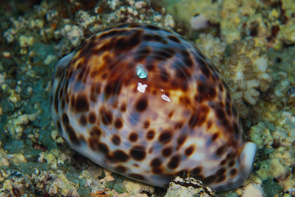 FIJI 2010