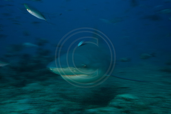 FIJI 2010