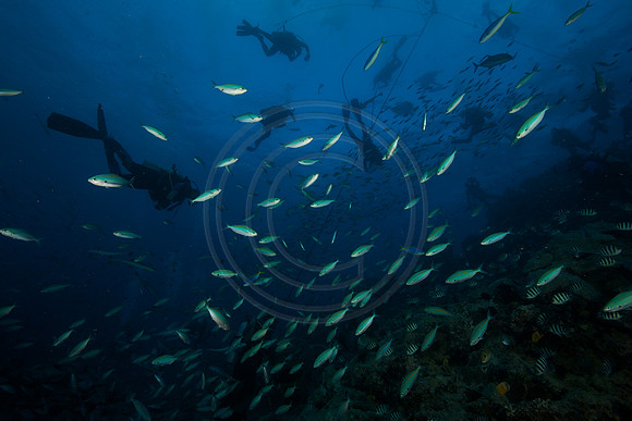 FIJI 2010