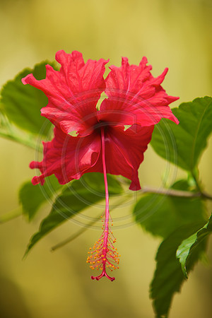 FIJI 2010