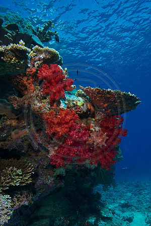FIJI 2010