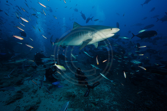 FIJI 2010