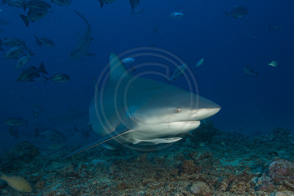 FIJI 2010