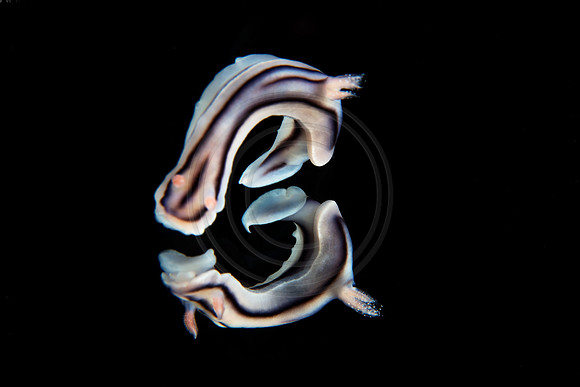 TMI_9767
