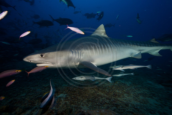 FIJI 2010