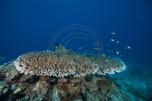 FIJI 2010
