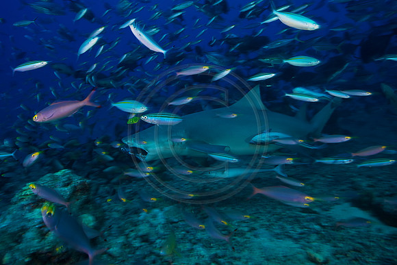 FIJI 2010