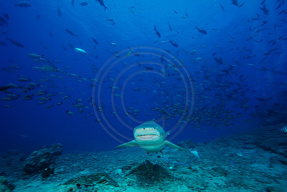FIJI 2010