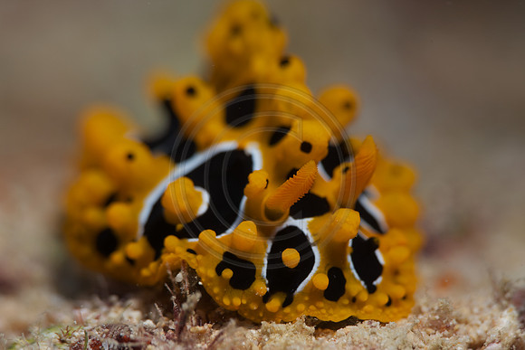 FIJI 2010