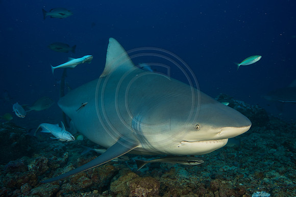 FIJI 2010