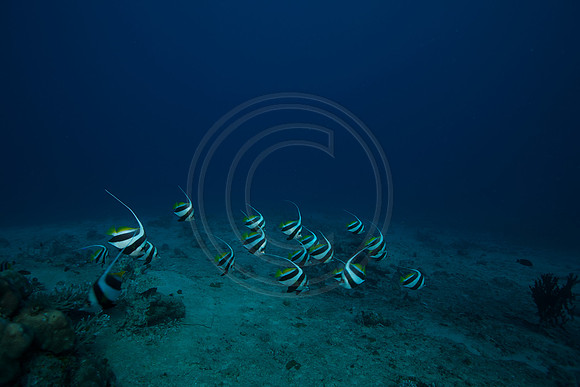 FIJI 2010