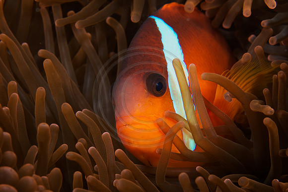 FIJI 2010