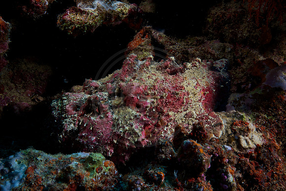 FIJI 2010
