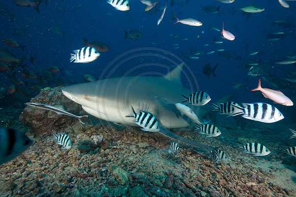FIJI 2010