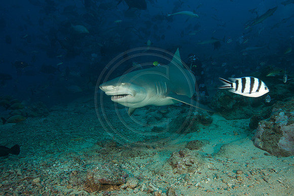 FIJI 2010
