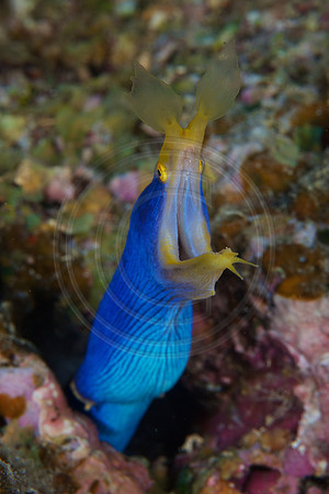 FIJI 2010