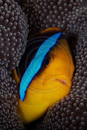 FIJI 2010