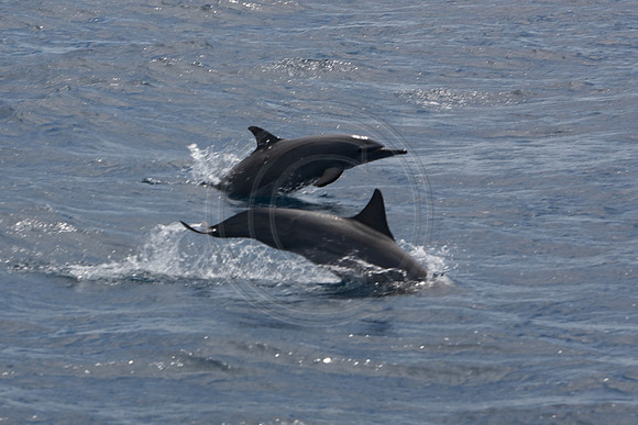FIJI 2010