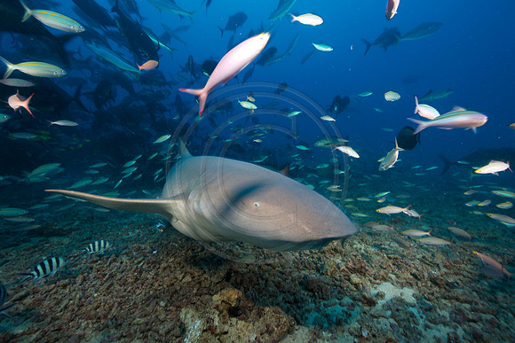 FIJI 2010