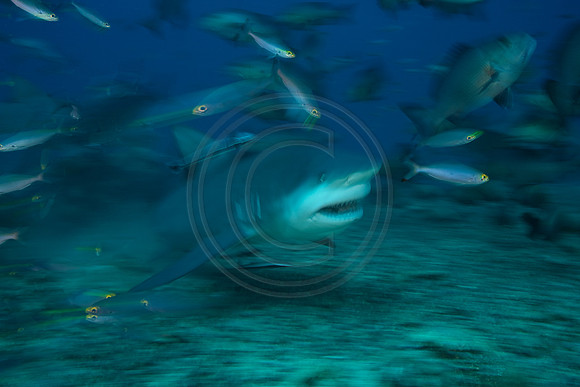 FIJI 2010