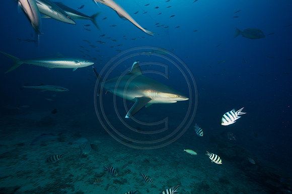 FIJI 2010