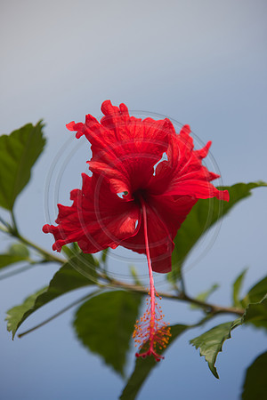 FIJI 2010