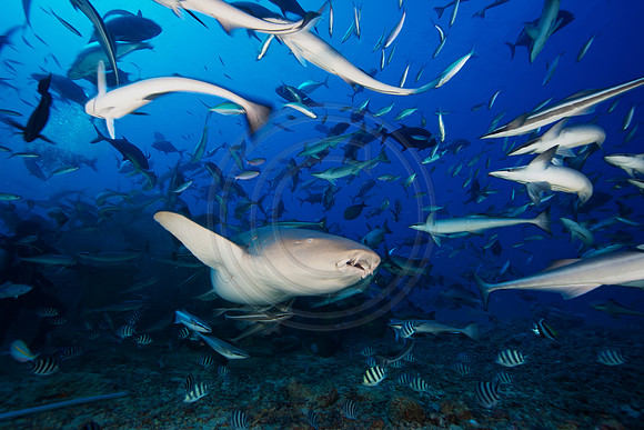 FIJI 2010