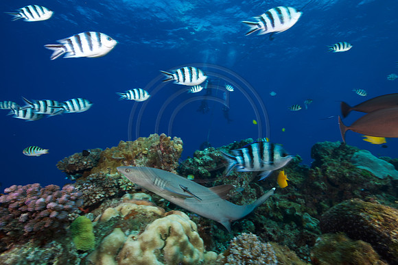 FIJI 2010
