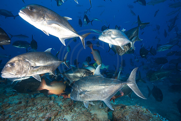 FIJI 2010