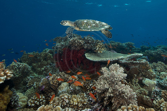 FIJI 2010