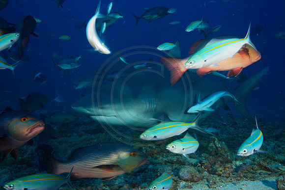 FIJI 2010