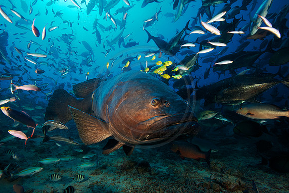 FIJI 2010