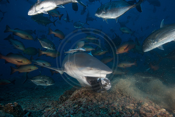 FIJI 2010