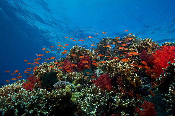 FIJI 2010