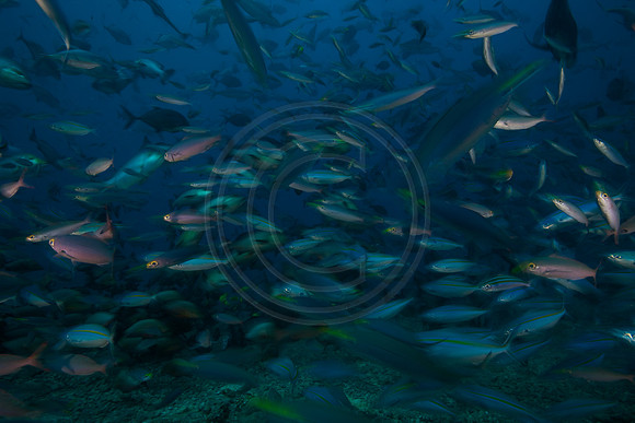 FIJI 2010