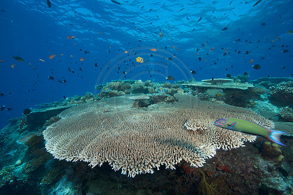 FIJI 2010