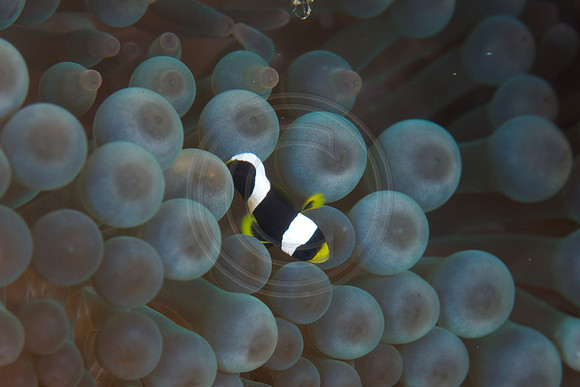 FIJI 2010