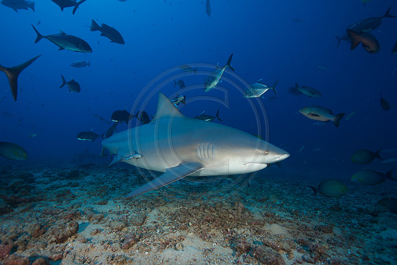 FIJI 2010