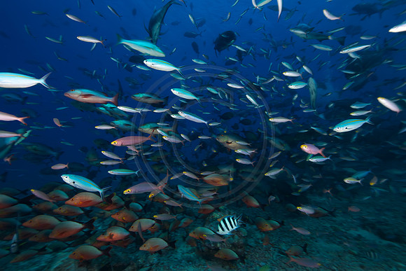 FIJI 2010