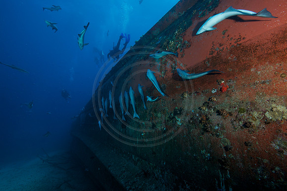 FIJI 2010